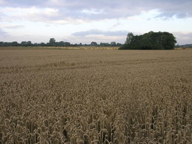 "Bratoft"-foto av Michael Patterson (CC BY-SA) / Urklipp från original