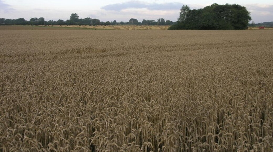 Kuva ”Bratoft” käyttäjältä Michael Patterson (CC BY-SA) / rajattu alkuperäisestä kuvasta