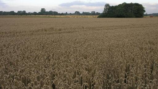 Kuva ”Bratoft” käyttäjältä Michael Patterson (CC BY-SA) / rajattu alkuperäisestä kuvasta