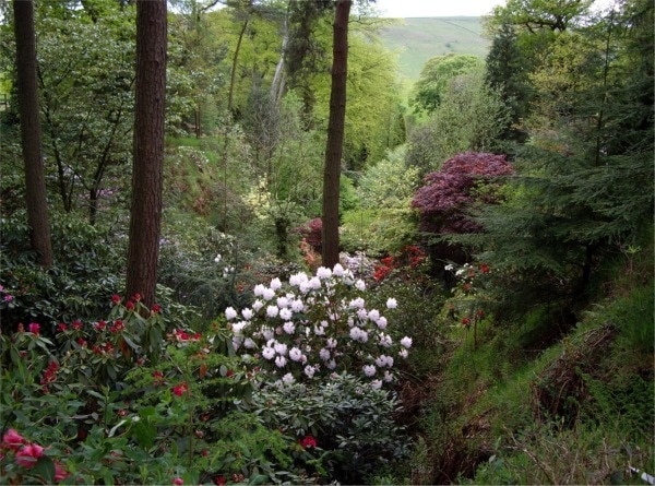 Dunge Valley Gardens from head of valley.