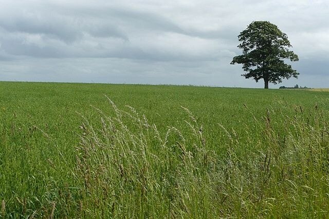 Kuva ”Hutton Conyers” käyttäjältä Graham Horn (CC BY-SA) / rajattu alkuperäisestä kuvasta