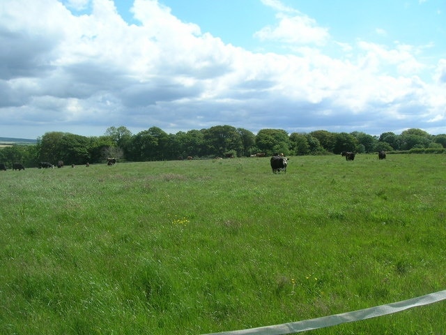 Green fields and Costislost Plantations Wonderful Cornish fields and cattle grazing. Below and on the other side of the woods is the Camel Trail.