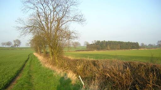 Kuva ”Warlaby” käyttäjältä Nick Morgan (CC BY-SA) / rajattu alkuperäisestä kuvasta