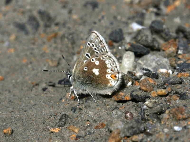 Saint-Laurent-du-Verdon