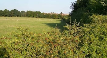 View From Stoke's Lane