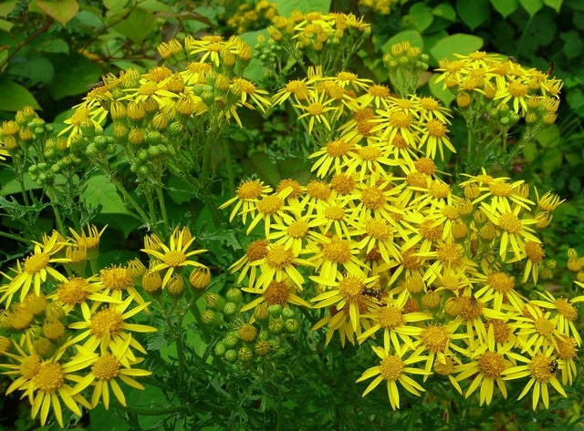 Common Ragwort, Senecio jacobaea Quite pretty close-up!