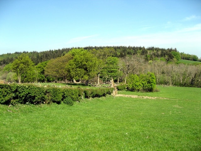 Coed Hafod Diolch i Arwyn am ganiatad i fynd ar ei dir. Thanks Arwyn for permission to enter your field.