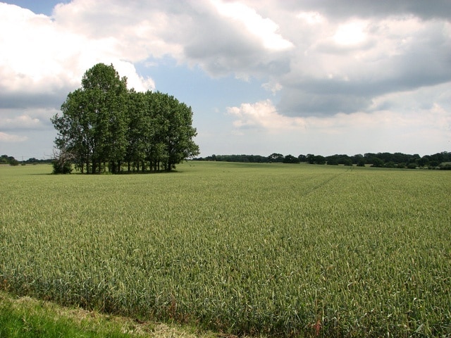 A row of trees surrounded by wheat, Uggeshall