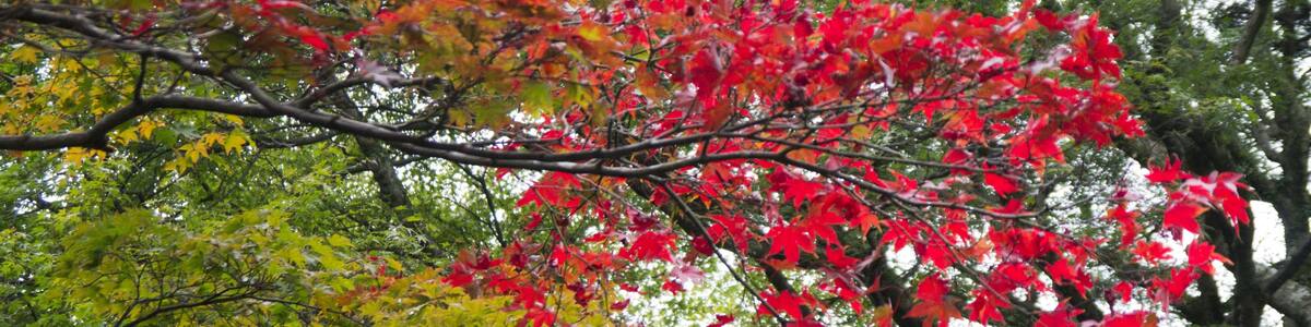 Photo "Japan 2011" by Bryan Ledgard (Creative Commons Attribution 2.0) / Cropped from original