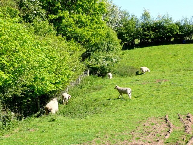 Sheep pasture Between Upper and Lower Monkton.