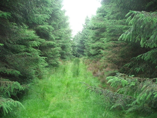 Firebreak in Cropton Forest. This firebreak will take a walker out of Cropton forest and on to Wheeldale Moor.