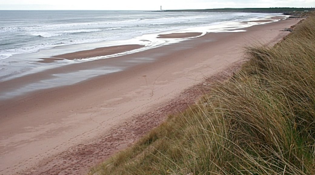 Foto "Pantai Montrose" oleh Anne Burgess (CC BY-SA) / Dipotong dari foto asli