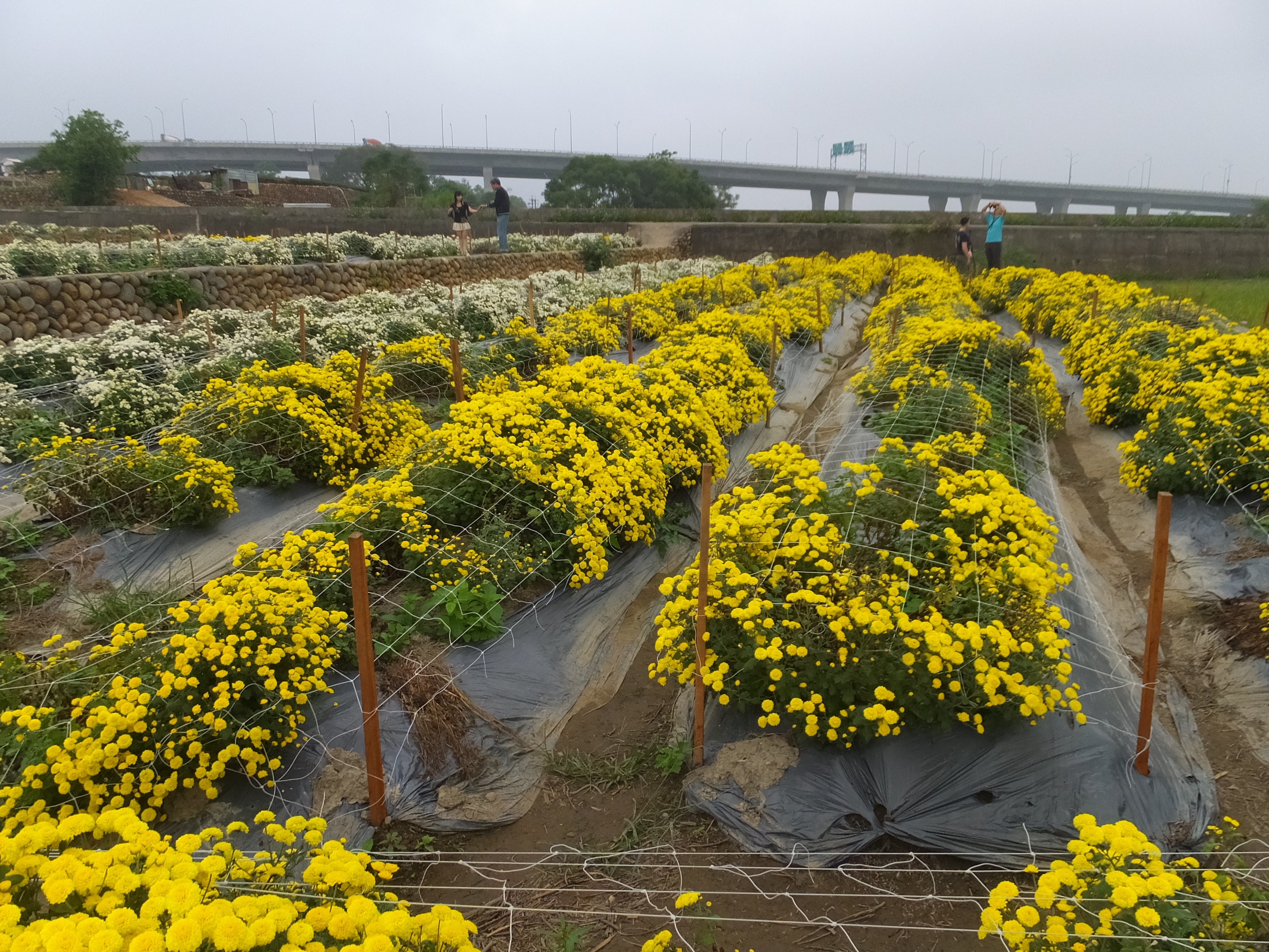 No111）花台中卓