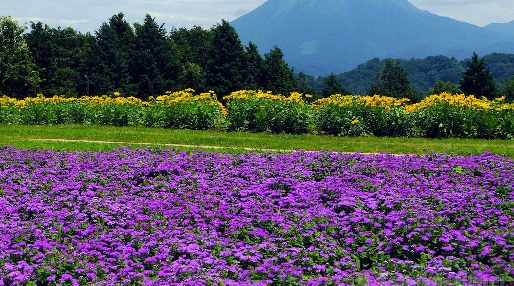 « Parc floral Tottori Hanakairo», photo de Hiroaki Kaneko (CC BY-SA) / rognée de l’originale