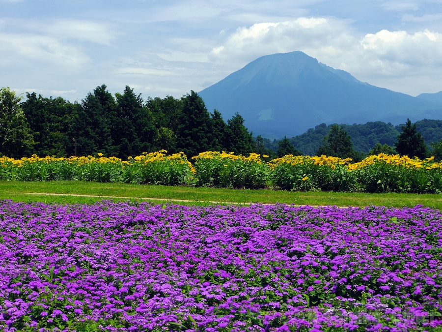 遥か臨む大山 (Tottori Hanakairo Flower Park in summer) 15 Jul, 2012