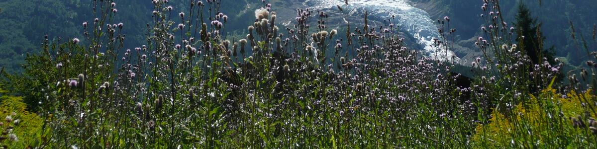 Photo "Glacier Mont Blanc, Monte Bianco" by Qwesy (Creative Commons Attribution 3.0) / Cropped from original