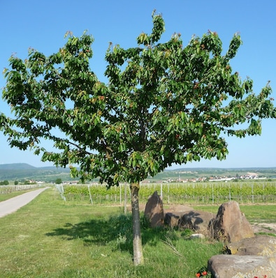 Blick auf Kallstadt