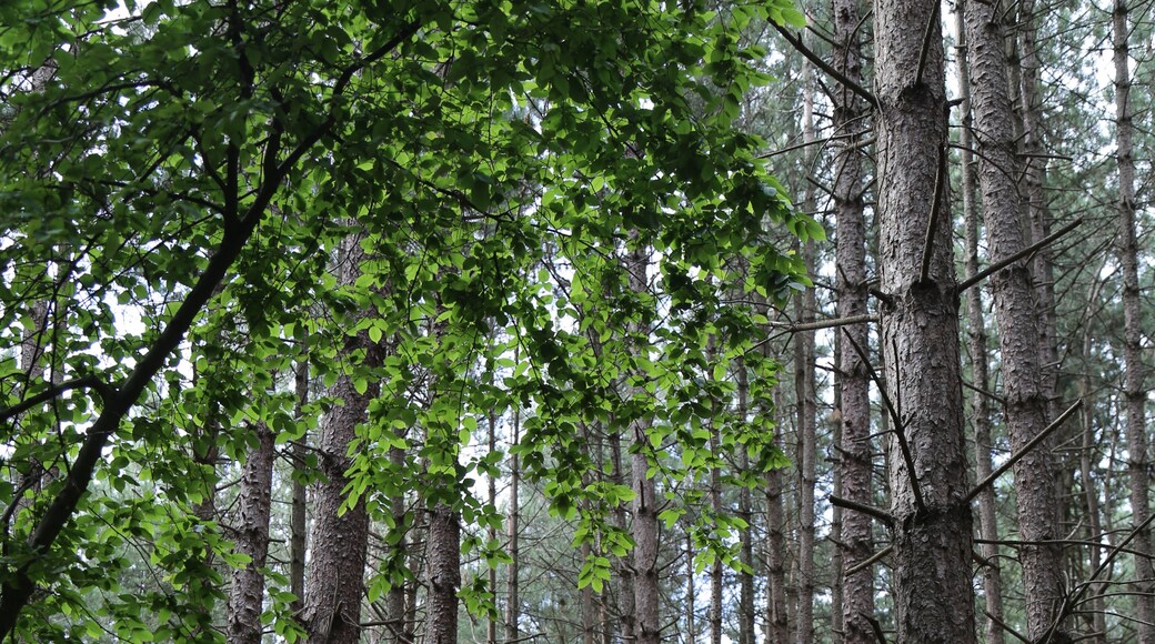 Kuva ”Theydon Mount” käyttäjältä Acabashi (CC BY-SA) / rajattu alkuperäisestä kuvasta