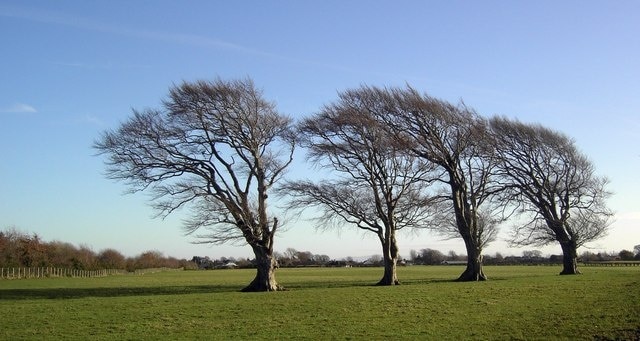 A line of four windswept trees in a field near Eastriggs, Dumfries And Galloway, Great Britain.