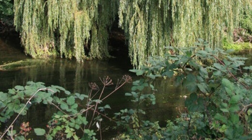 Photo "Blandford St. Mary" by andrew auger (CC BY-SA) / Cropped from original