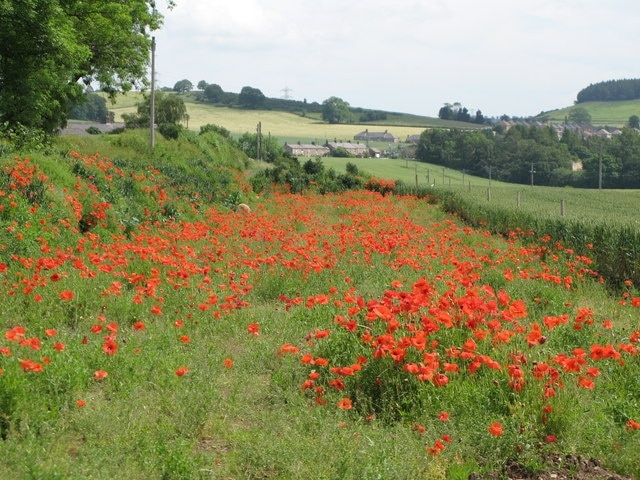 Poppies near Newbrough