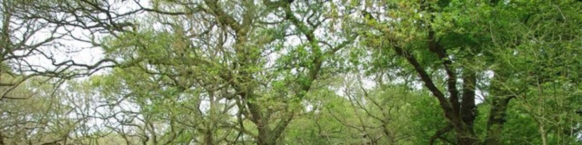 Photo "Twisted Oaks. These old oak pollards are in 1324955 an Essex Wildlife Nature Reserve consisting of 23 Acres of ancient woodland managed by the Trust and arable farmland worked by a tenant farmer. To learn more about the reserve see http://www.essexwt.org.uk/visitor_centres__nature_reserves/shut_heath_wood_nature_reserve/" by Glyn Baker (Creative Commons Attribution-Share Alike 2.0) / Cropped from original