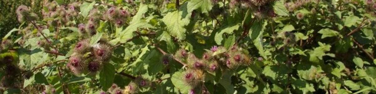 Photo "View across field Various GeoGraphers inform me that this is burdock." by Fractal Angel (Creative Commons Attribution-Share Alike 2.0) / Cropped from original
