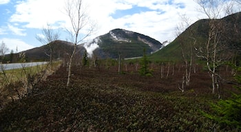 Ledum palustre (marsh tea) and Mount Io