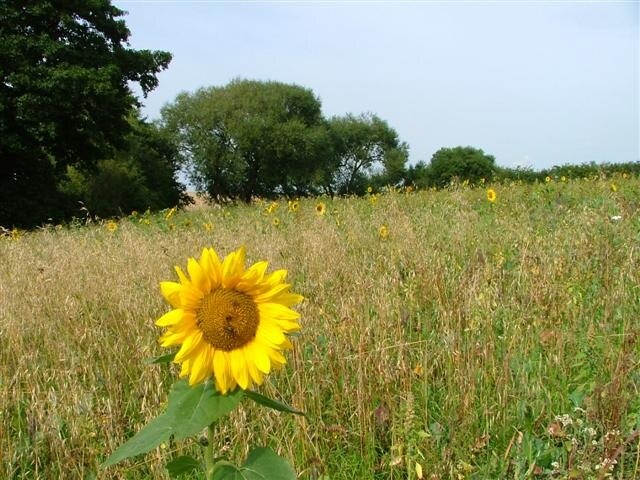 Photo "Newby" by Mick Garratt (CC BY-SA) / Cropped from original