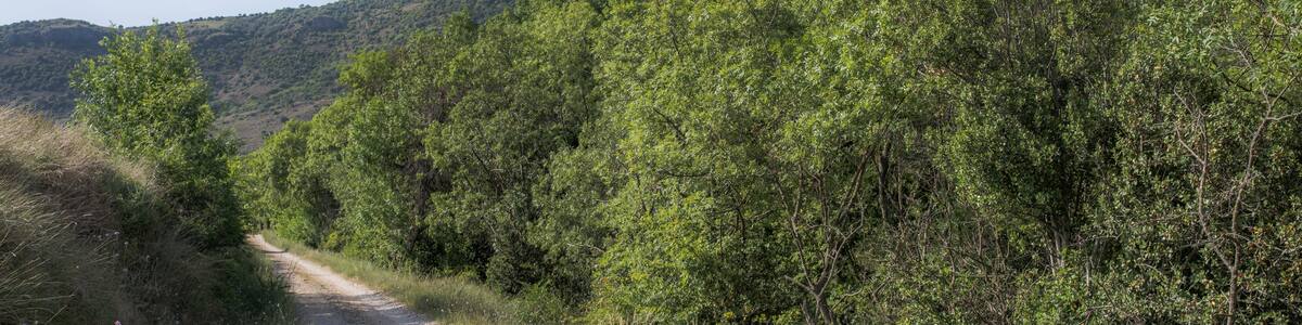 Photo "A trail and the Pic de Vissou (480m). Cabrières, Hérault, France." by Christian Ferrer (Creative Commons Attribution-Share Alike 3.0) / Cropped from original