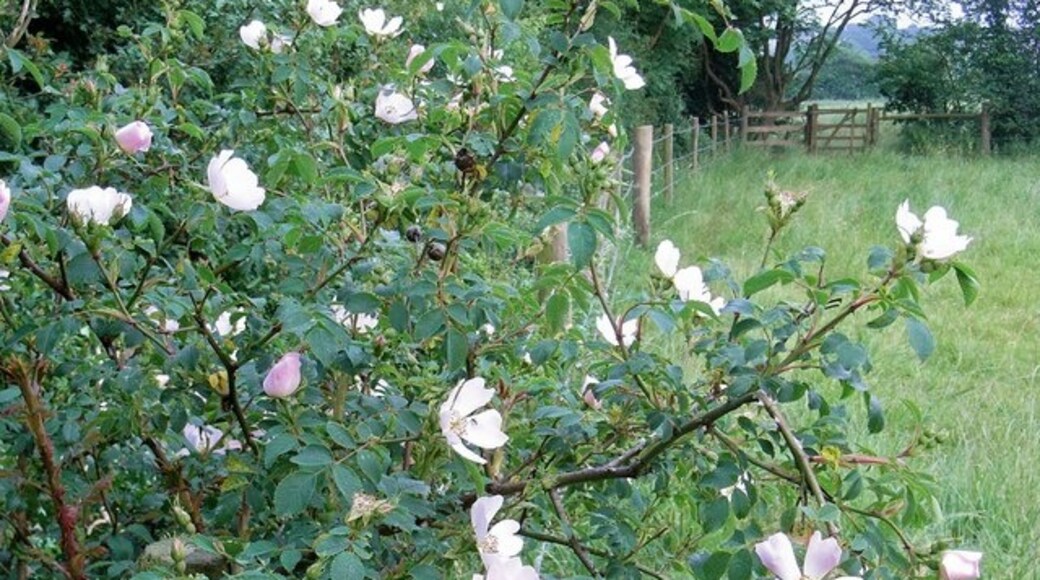 Photo "Croughton" by David Luther Thomas (CC BY-SA) / Cropped from original