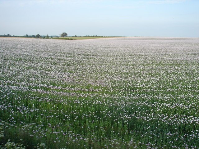 Foto „Temple Bruer mit Temple High Grange“ von Ian Paterson (CC BY-SA)/zugeschnittenes Original