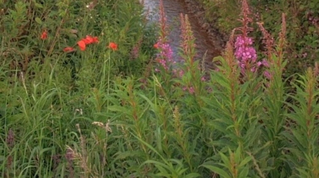 Photo "Dalton" by Mick Garratt (CC BY-SA) / Cropped from original