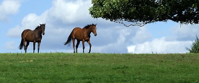 Foto „Aston Eyre“ von Roger Kidd (CC BY-SA)/zugeschnittenes Original