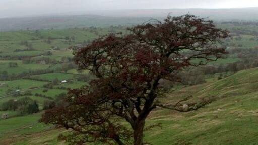 Foto "Newbiggin" de Steve Partridge (CC BY-SA) / Recortada do original