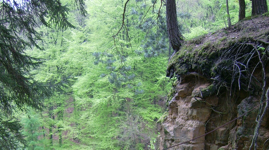 Foto ‘Hagen am Teuteburger Wald’ van C. Rüger (CC BY) / bijgesneden versie van origineel