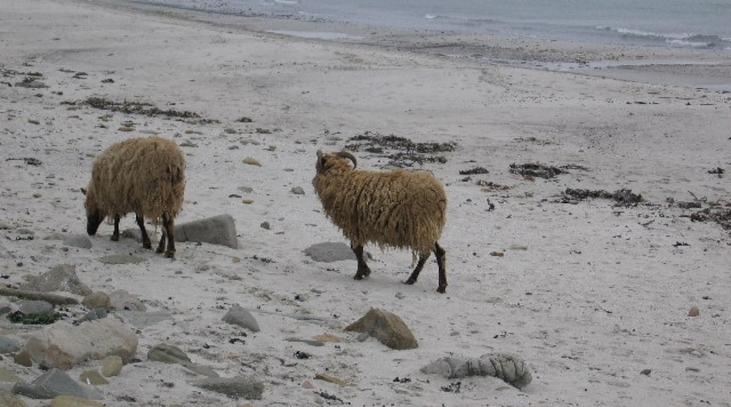 Photo "North Ronaldsay" by s allison (CC BY-SA) / Cropped from original