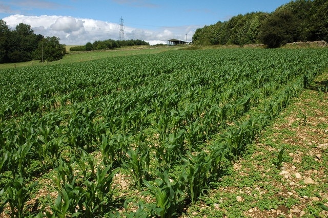 Maize crop, Oxpens Farm The Macmillan Way passes through this field of Maize near Oxpens Farm near Yanworth.