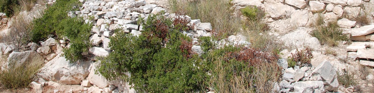 Photo "Oppidum de verduron, 15eme arrondissement de marseille" by Allophos (page does not exist) (Creative Commons Attribution 3.0) / Cropped from original