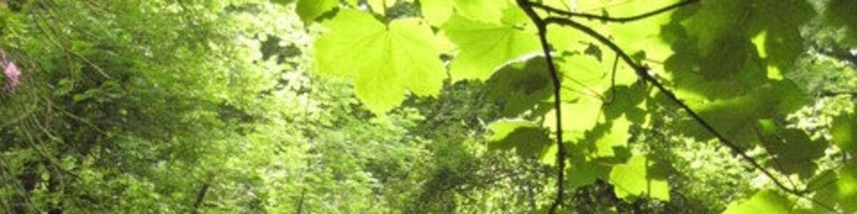 Photo "Coast path through Barton Wood The South West Coast Path passing through Barton Wood between Buck's Mills and Clovelly." by Philip Halling (Creative Commons Attribution-Share Alike 2.0) / Cropped from original