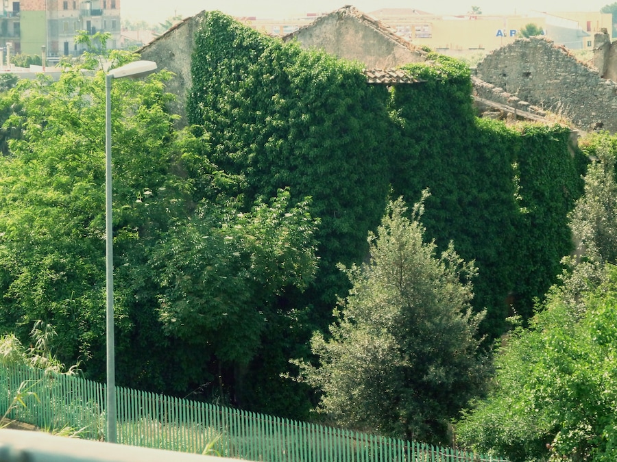 South of Salerno. All over Italy, you run across buildings here and there that look like lovely old structures, enshrouded in vines and overgrowth. Or, sometimes occupied. Or, somettimes, both.