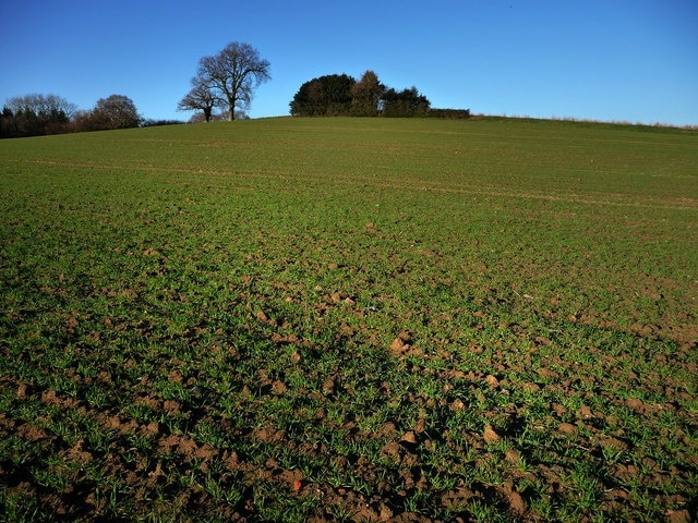 Field west of Tipsall