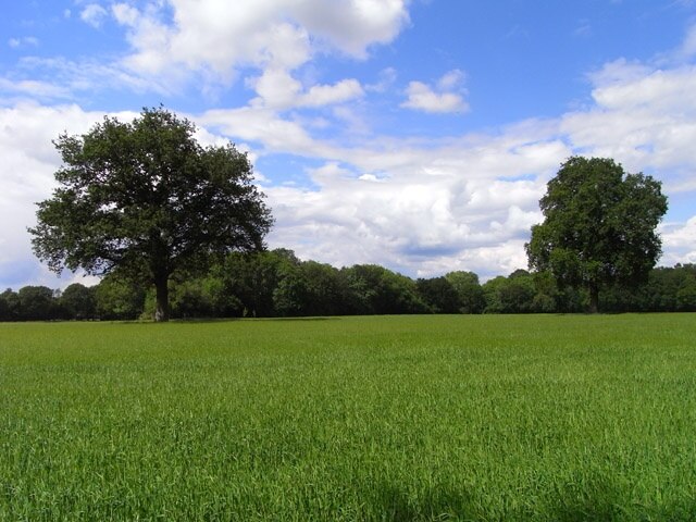 Farmland, Baughurst A couple of oaks stand in a field of barley beside the footpath that runs from east to west to the north of Baughurst House.