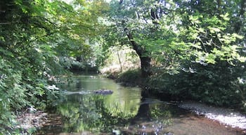 River Crane in Cranford Park. Viewed looking upstream.