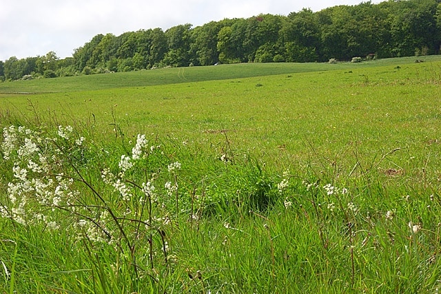 Grassland, Ludgershall Salisbury Plain comes down to the roadside on the edge of Ludgershall.