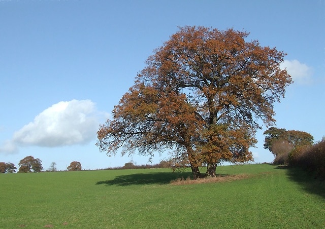 Kuva ”Aston Botterell” käyttäjältä Roger Kidd (CC BY-SA) / rajattu alkuperäisestä kuvasta