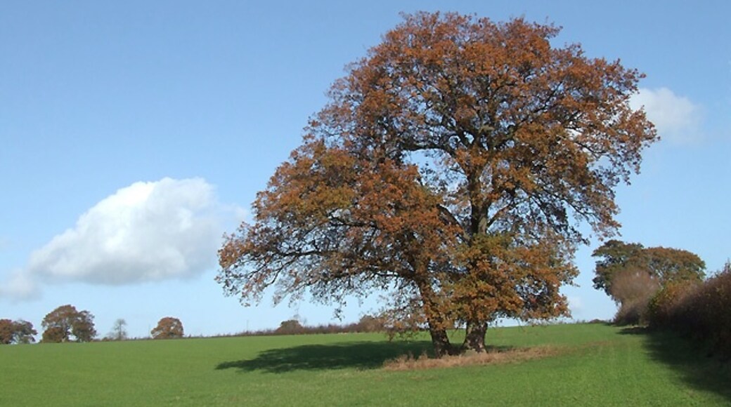 Kuva ”Aston Botterell” käyttäjältä Roger Kidd (CC BY-SA) / rajattu alkuperäisestä kuvasta