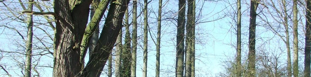 Photo "Footbridge Footbridge in the trees near to Monk Soham, Suffolk." by Keith Evans (Creative Commons Attribution-Share Alike 2.0) / Cropped from original