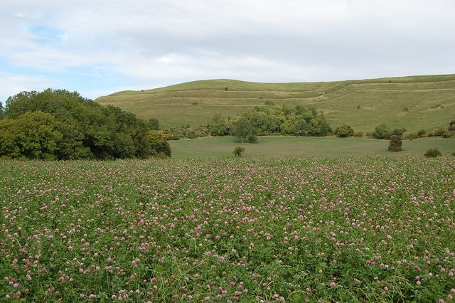 Fields of clover near Hambledon Hill, Dorset