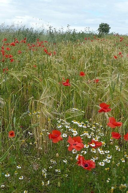 Kuva ”Hutton Conyers” käyttäjältä Graham Horn (CC BY-SA) / rajattu alkuperäisestä kuvasta